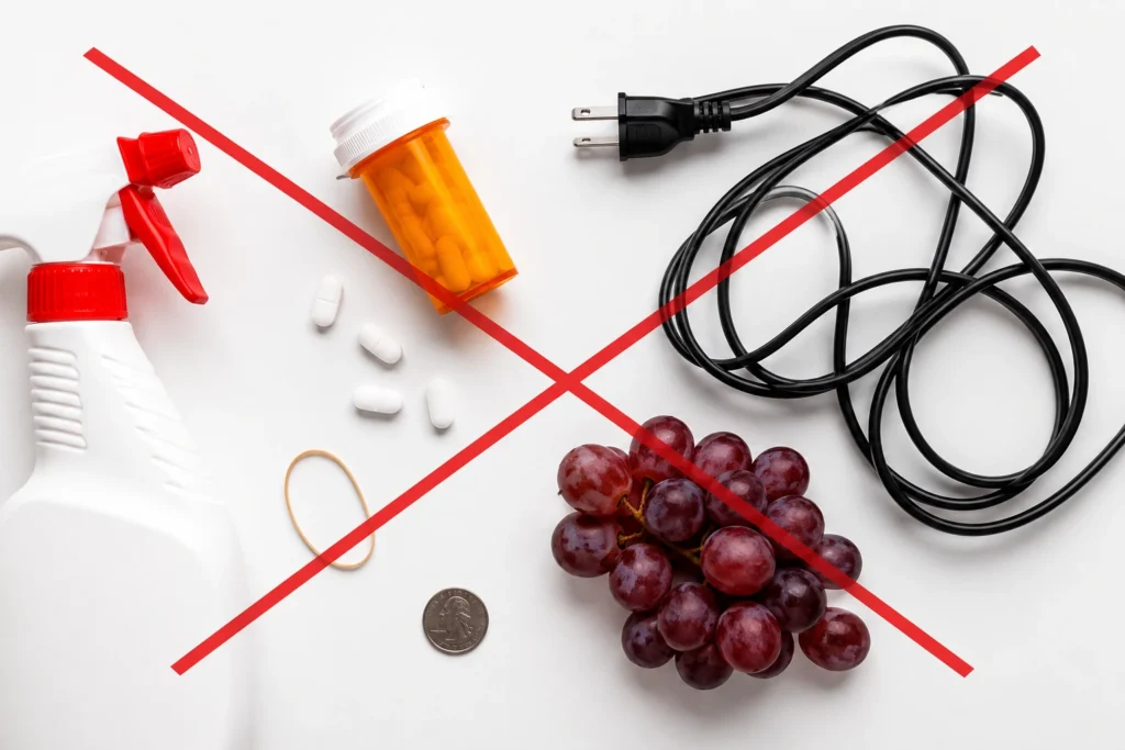 common household hazards dangerous for puppies including cleaning products medications and electrical cords