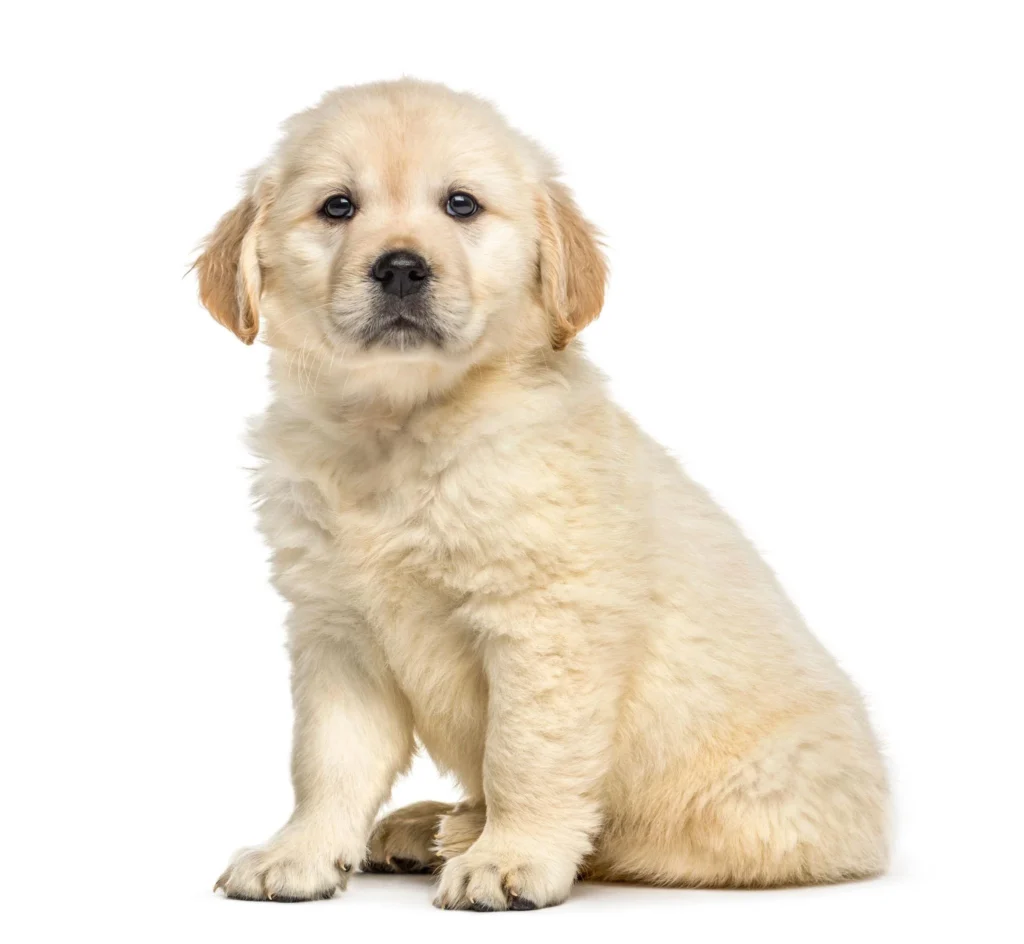 Cute puppy sitting beside contact form on Puppy Whisper website