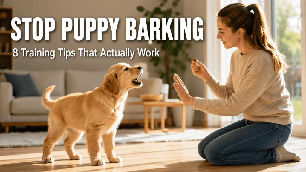 Owner using positive reinforcement techniques how to stop puppy barking during training session