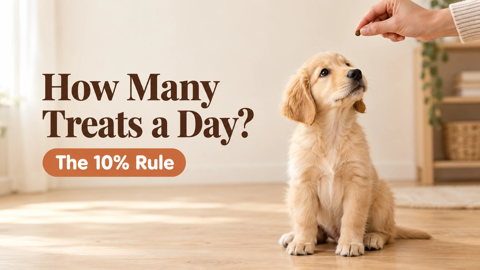 Golden retriever puppy sitting for one small treat, showing How Many Treats Can a Puppy Have a Day